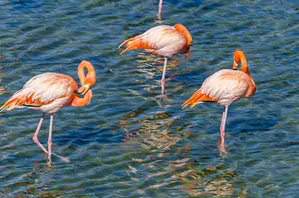 Flamenco - isla Isabela - islas Galápagos - Ecuador 11.jpg